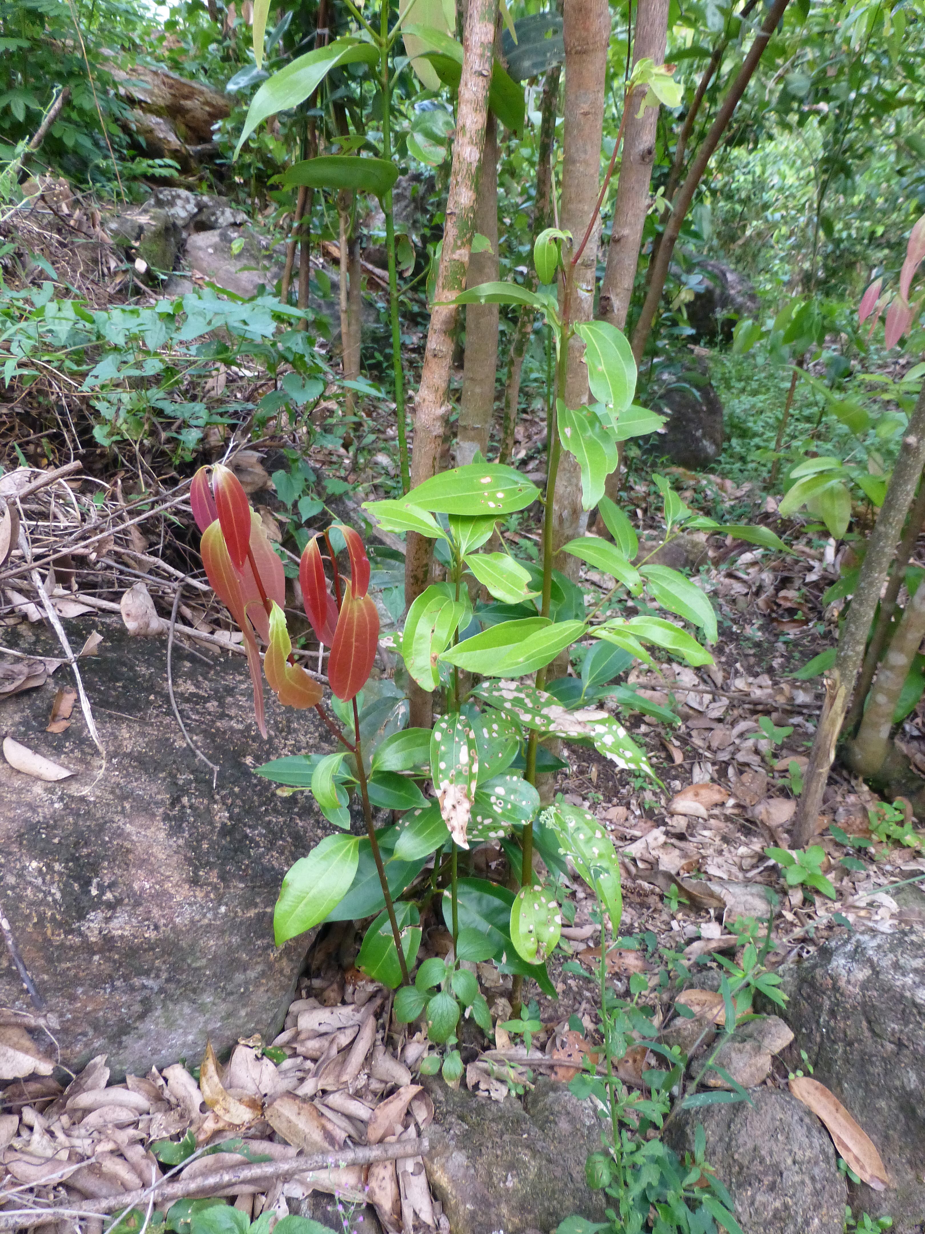 Cinnamomum verum cinnamon trees growing in Sri Lanka